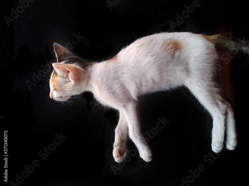 A cat sleeping isolated on the black background.