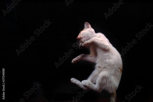 Sleeping cat pose on the black background.