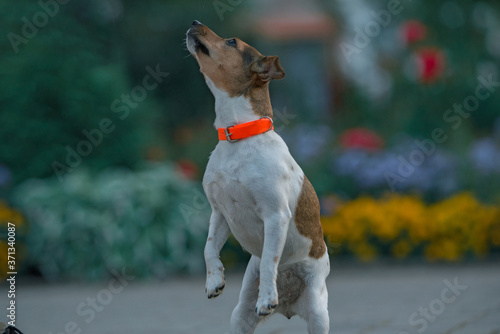 Portrait of jack russell terrier on hind legs. Close-up photographed. © shymar27