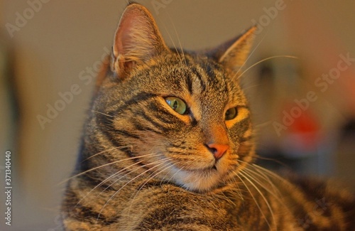close up portrait of a cat