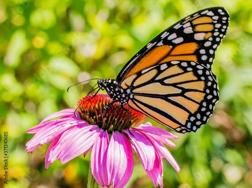 monarch butterfly on flower