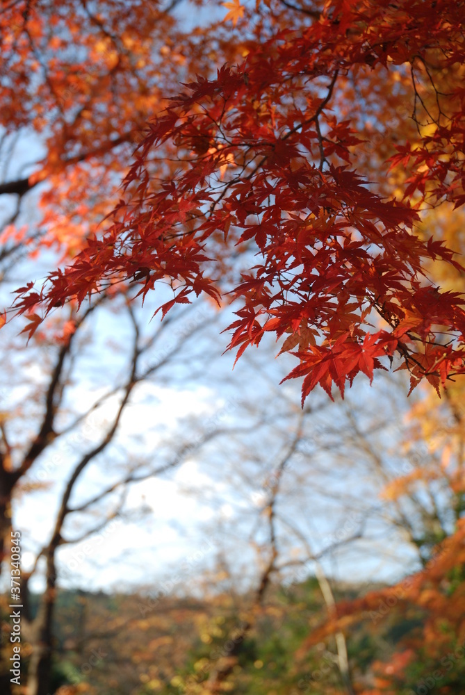 紅葉