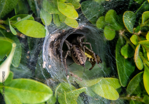 a spider hole between the leaves