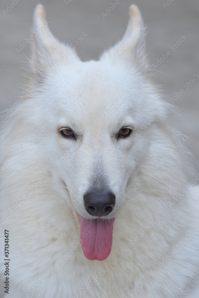 Head shot of White Swiss Shepherd Dog