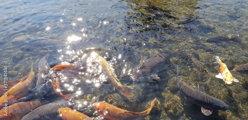 A flock of carp in a pond in Suizenji Park, Japan.
