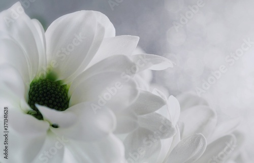 Extreme close up of white and green holland daisies on a soft white and silver bokeh background