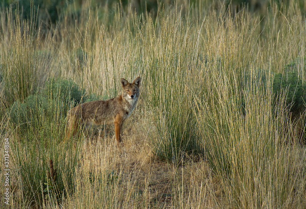 Coyote on the prowl Coyote on the prowl