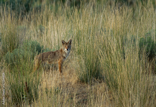 Coyote on the prowl