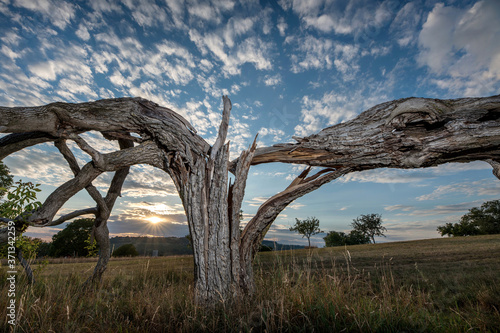 old broken tree in the evening at sunset.