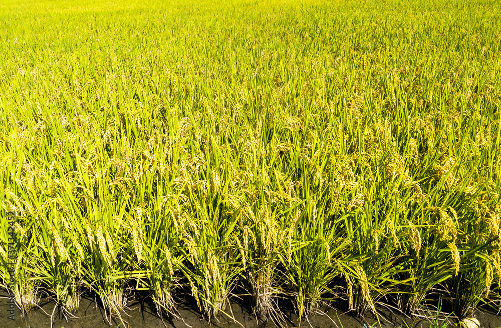 Rice crop soon to be harvest in the paddy field of Taiwan.
