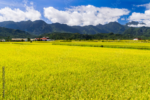 A large area of rice fields with mountains background under the blue sky in Taitung, Taiwan. photo