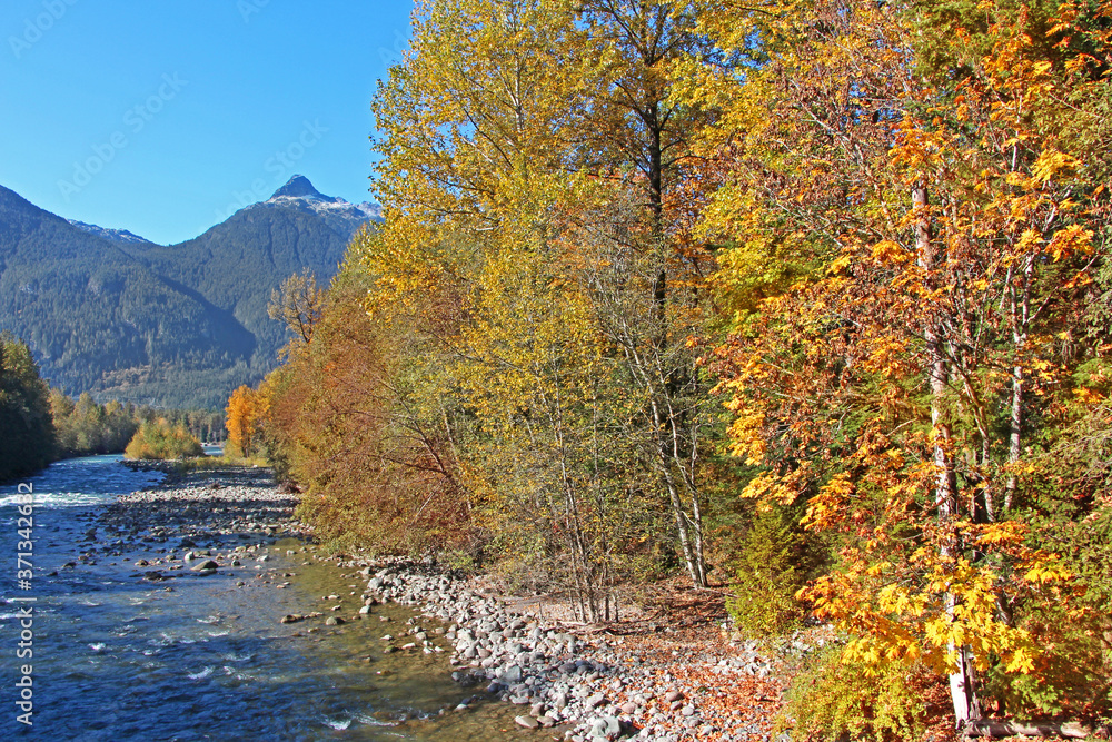 Beautiful autumn / fall day in Squamish valley. The view on Squamish river surrounded by colorful trees. Orange and yellow foliage, mountains with blue sky in the background. Beautiful autumn / fall day in Squamish valley. The view on Squamish river surrounded by colorful trees. Orange and yellow foliage, mountains with blue sky in the background.