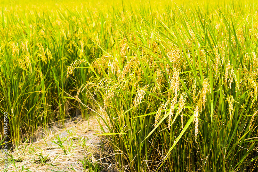 Rice crop soon to be harvest in the paddy field of Taiwan.