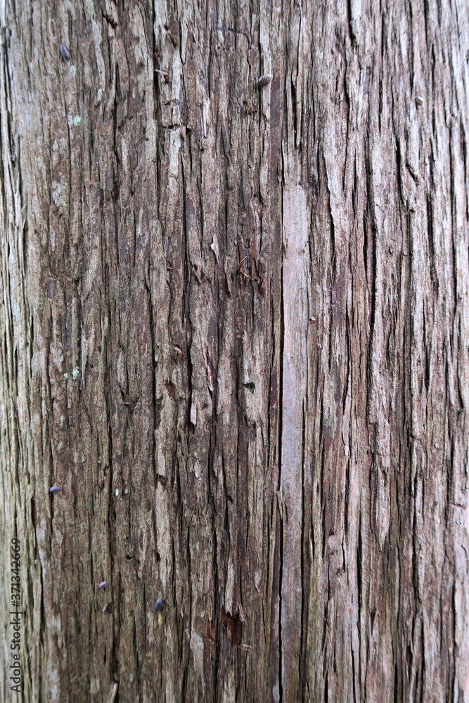 初夏の公園の古いメタセコイアの樹皮