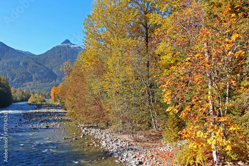 Beautiful autumn / fall day in Squamish valley. The view on Squamish river surrounded by colorful trees. Orange and yellow foliage, mountains with blue sky in the background.