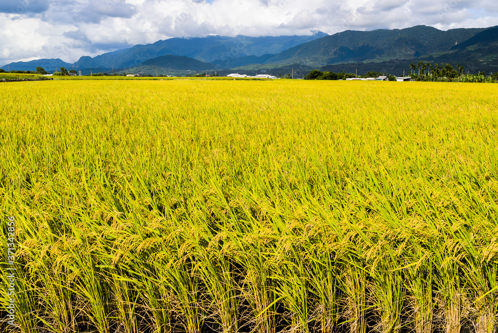 Rice crop soon to be harvest in the paddy field, Taiwan eastern. Rice crop soon to be harvest in the paddy field, Taiwan eastern.