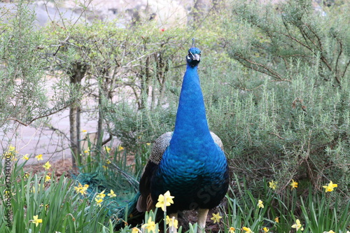 a blue peacock staring still in the field