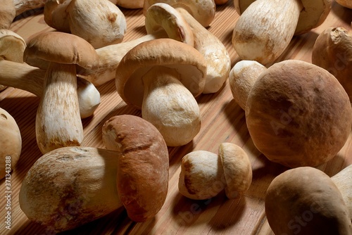 Tableau sur toile Cogumelos Funghi Porcini