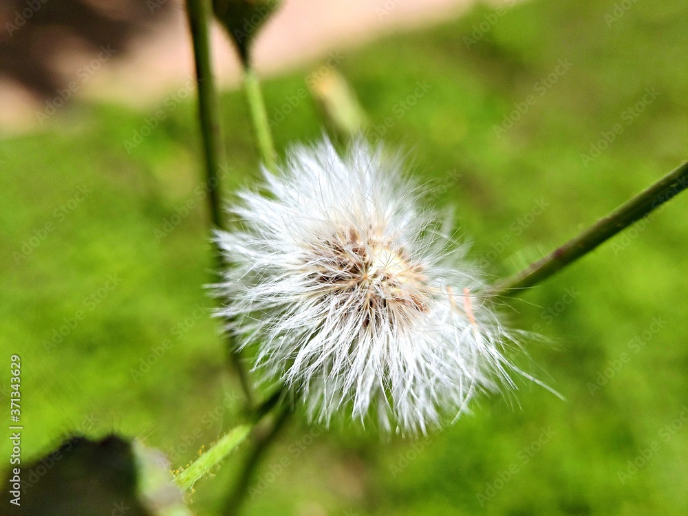 Fototapeta premium dandelion on green background