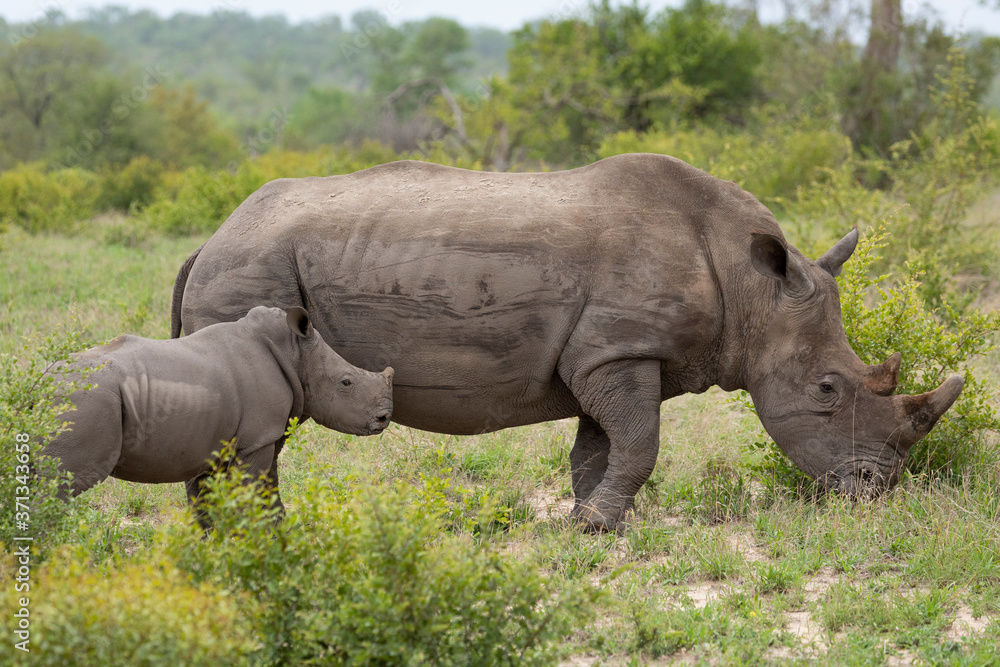 Obraz premium Mother and baby white rhino grazing in Kruger Park South Africa