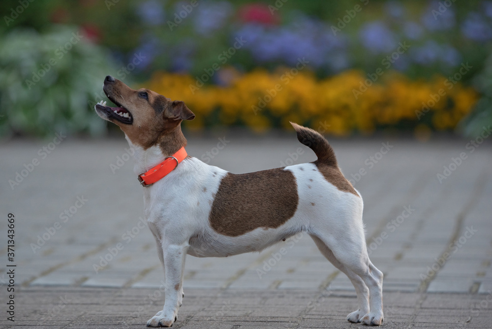Jack Russell Terrier in an orange collar in the evening on the sidewalk. Close-up photographed.
