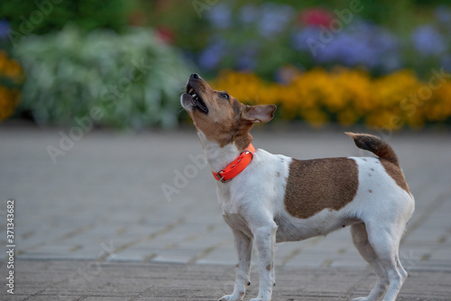 Jack Russell Terrier in an orange collar in the evening on the sidewalk. Close-up photographed. © shymar27
