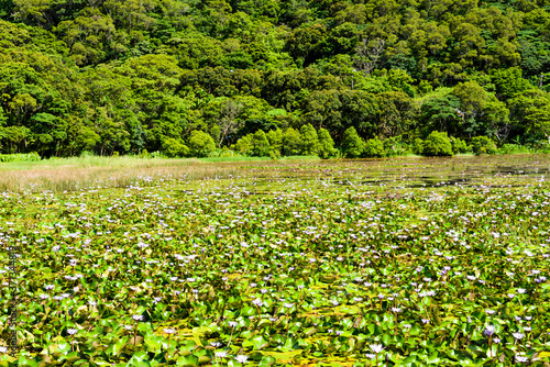 Fototapeta Naklejka Na Ścianę i Meble -  Beautiful Dongyuan Wetland in Pingtung, Taiwan.