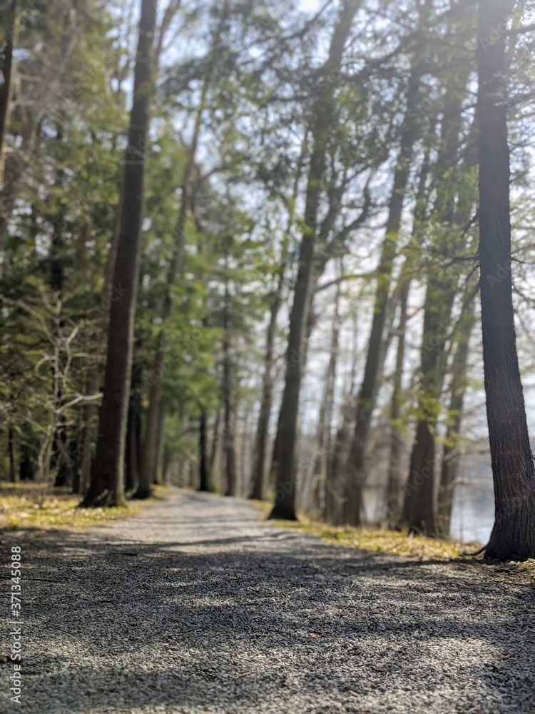 Obraz premium forest in autumn