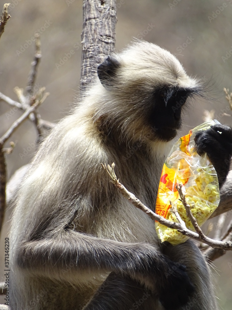 Fototapeta premium Monkey in jungle