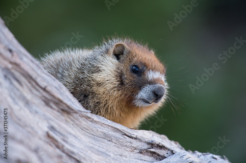 Yellow-bellied Marmot portrait.