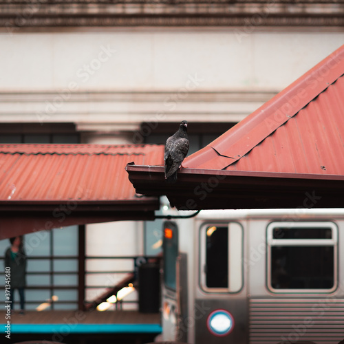 Pigeon on Roof 1