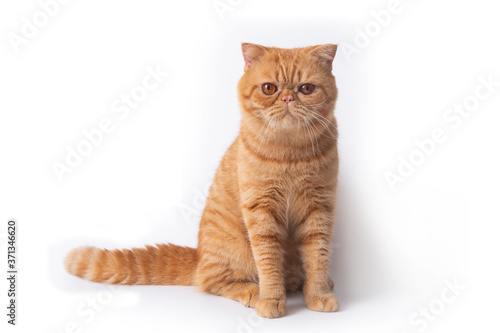 Cute scottish fold cat sit and looking forward.