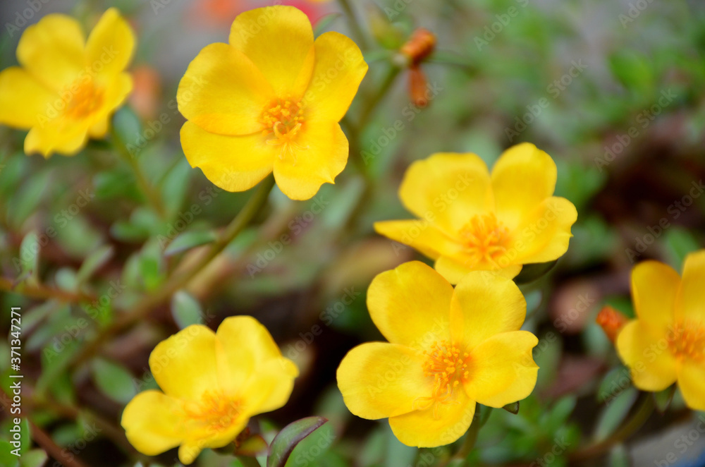 the beautiful yellow flower of petunia with leaves and plant. the beautiful yellow flower of petunia with leaves and plant.