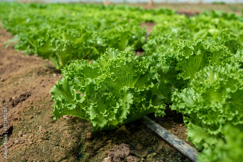 Organic vegetables farm