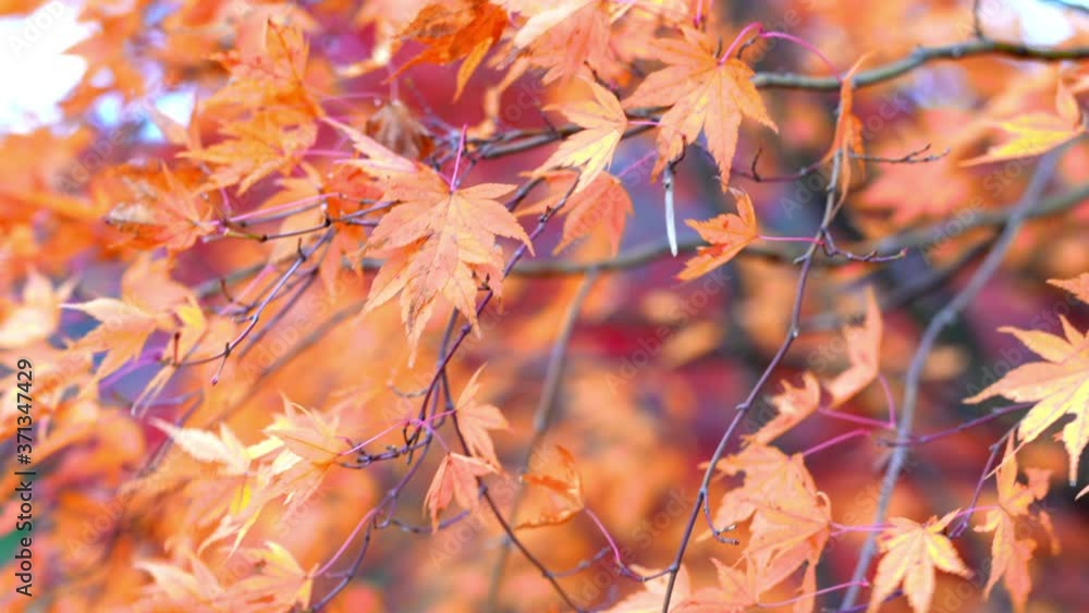 4K Blurred falling red maple leaves blowing in strong wind. Maple tree branches swaying in the wind in autumn morning. Beautiful nature in autumn and environmental conservation concept. 4K Blurred falling red maple leaves blowing in strong wind. Maple tree branches swaying in the wind in autumn morning. Beautiful nature in autumn and environmental conservation concept.