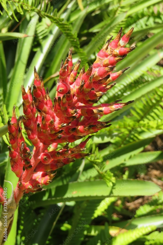 Red bromeliad flower in Florida zoological garden, closeup Red bromeliad flower in Florida zoological garden, closeup
