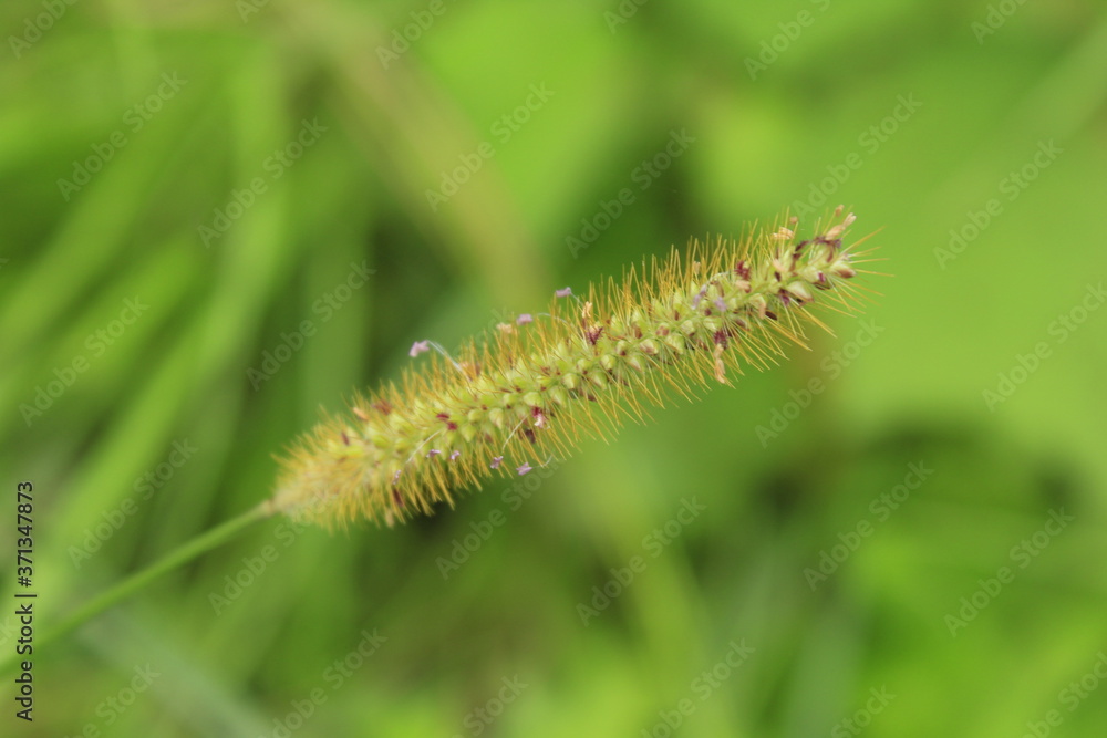 Beautiful flower of grass on blur background in the local village