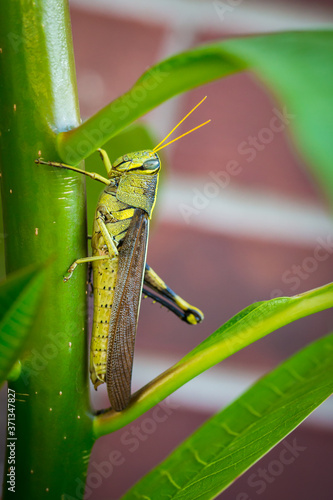 Cuadro en lienzo Obscure bird grasshopper with a missing leg sitting on a plant