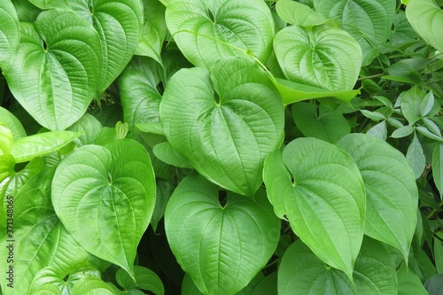 фотографія Green betel leaves background in Florida zoological garden, closeup