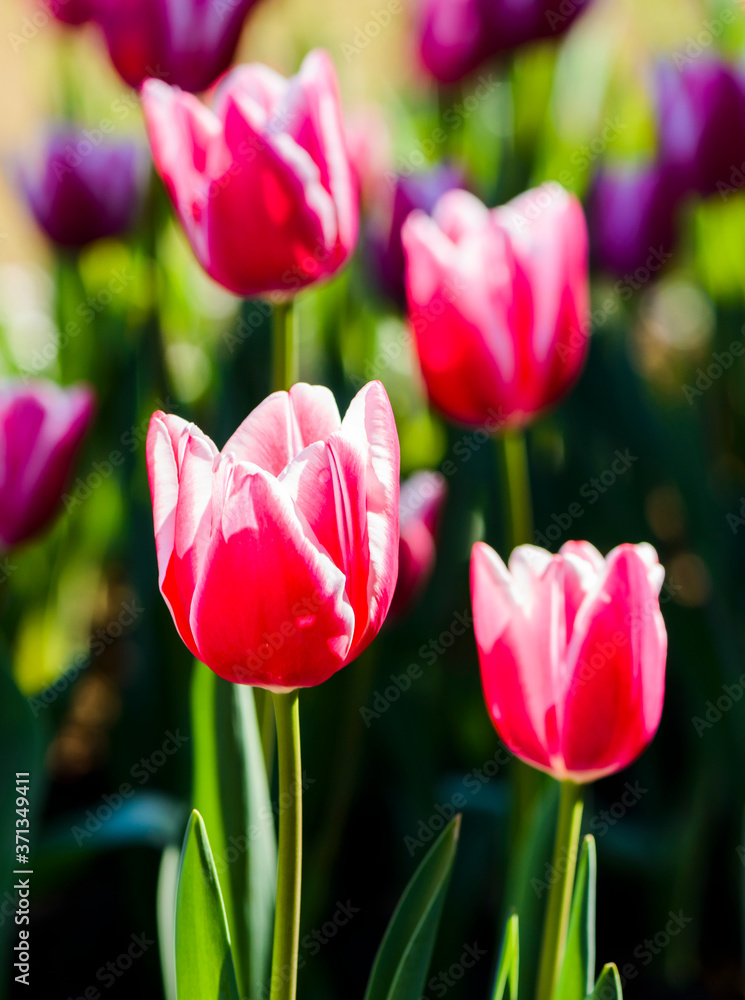 Fototapeta premium Close-up tulips growing in the garden