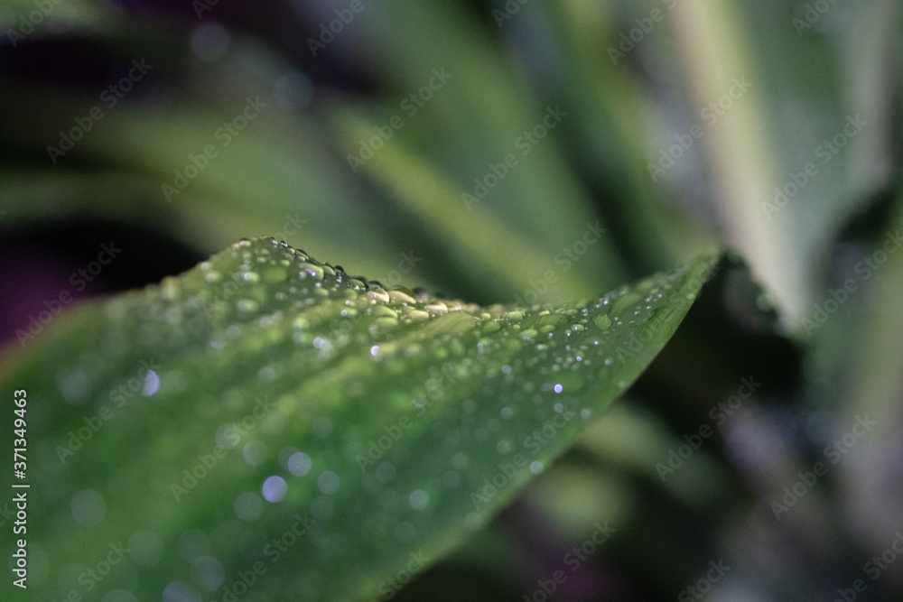 drop on the leaf drop on the leaf