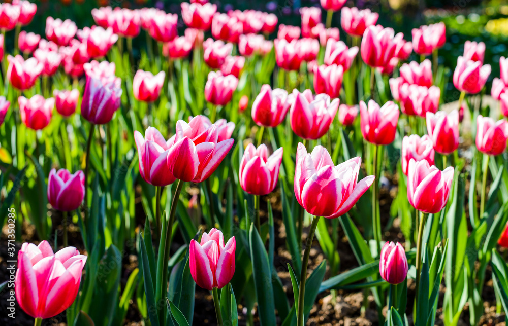 Beautiful tulips flower in the garden