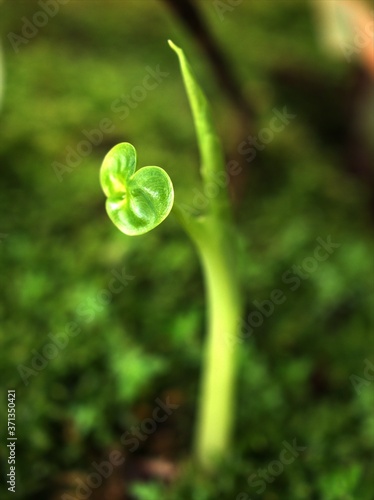 Closeup green leaf of a young plant in garden with blurred background ,nature leaves for card design ,soft focus , macro image