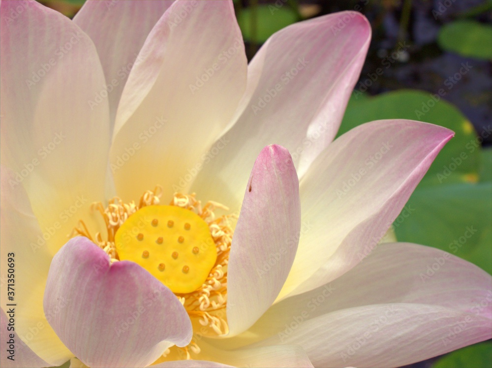 Closeup white petals of Nelumno nucifera ,Holy lotus Essential oil flower plants with yellow pollen ,macro image for background ,sweet color for card design Closeup white petals of Nelumno nucifera ,Holy lotus Essential oil flower plants with yellow pollen ,macro image for background ,sweet color for card design