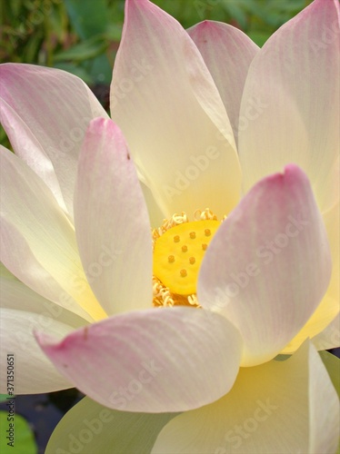 Fototapeta Naklejka Na Ścianę i Meble -  Closeup white petals of Nelumno nucifera ,Holy lotus Essential oil flower plants with yellow pollen ,macro image for background ,sweet color for card design