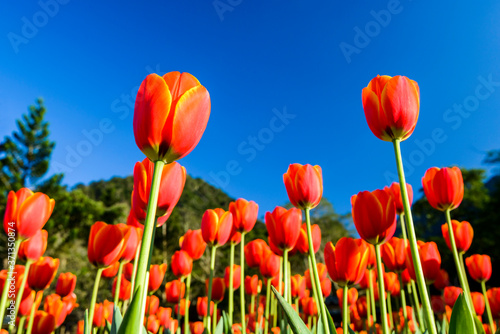 Beautiful tulips flower with the blue sky background