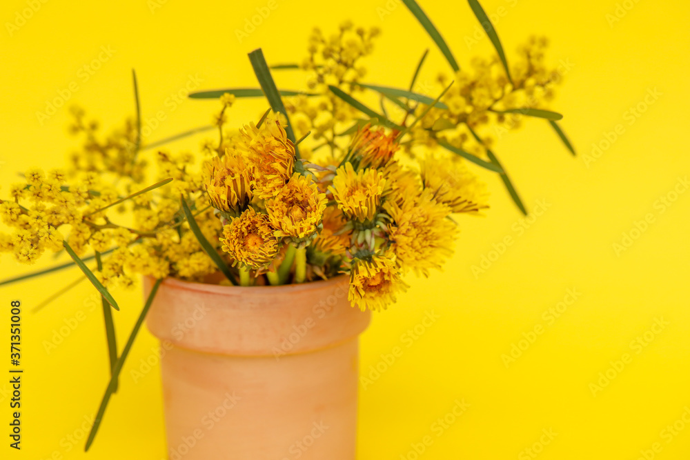 Small terracotta pot filled with yellow wattle and dandelion flowers. Close up nature image with yellow background.