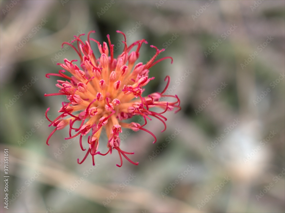 Closeup red flower of cactus desert plants with blurred background ,macro image, soft focus , sweet color for card design Closeup red flower of cactus desert plants with blurred background ,macro image, soft focus , sweet color for card design