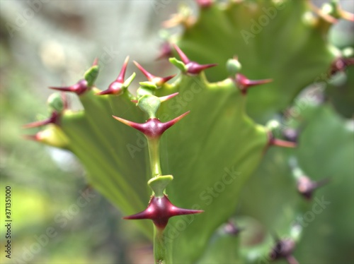 Closeup green cactus Euphorbia resinifera ,desert plants with blurred background ,macro image ,soft focus for card design