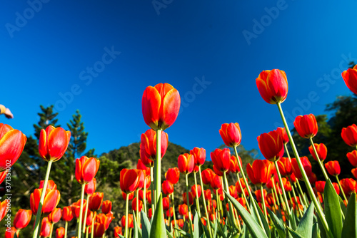 Beautiful tulips flower with the blue sky background